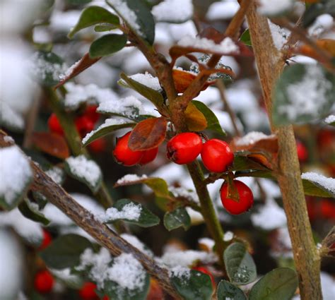 Winter Berries 2 By Forestina Fotos On Deviantart