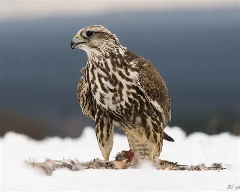 Saker Falcon Facts Diet Habitat And Pictures On Animaliabio