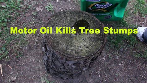 How To Use Motor Oil To Kill A Tree Stump Tutorial Youtube