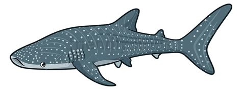 Whale Shark Cartoon Clipart Vector Friendlystock
