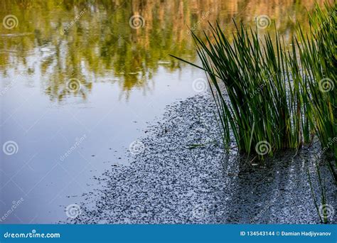 Pond And Reed And Tree Reflections In River Water Stock Photo Image