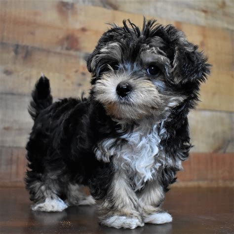 Morkie (F#1) My Name Is Maisy (Found loving home 6-6) | PAPuppy