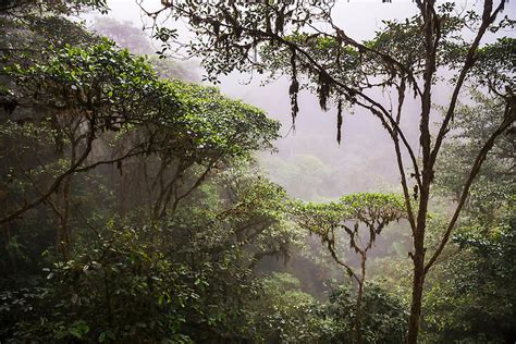 Ecuador Misty Morning In The Choco Rainforest An Area Of Cloud Forest