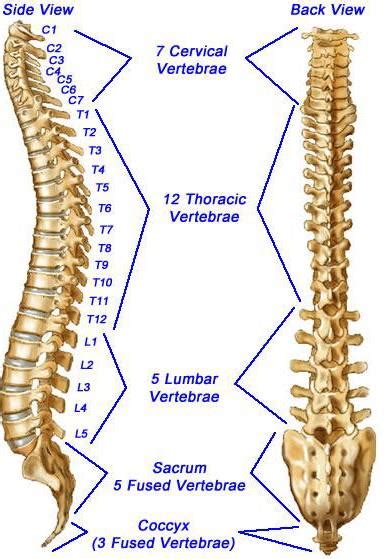 This diagram misses out the carbon atoms in the ring for clarity. The Complexity of the Vertebral Column