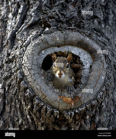 Grey Squirrel In A Hollow Tree Nest Stock Photo Royalty Free Image