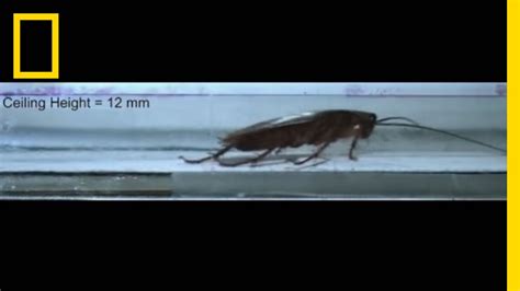 watch cockroaches survive squeezing smashing and more national