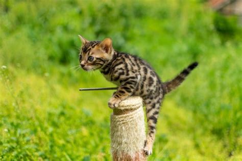 How Much Do Bengal Kittens Cost 2020