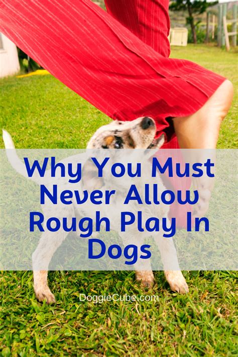 Their sharp teeth are required for them to receive feedback on their biting. Why You Must Never Allow Rough Play In Dogs | Dog growling ...