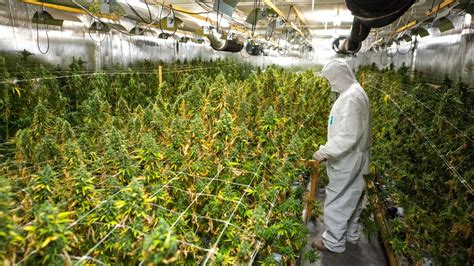 Hanf Plantage In Forstinning Bayerns Erster Legaler Cannabis Anbau