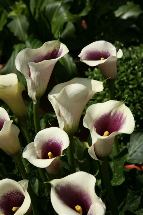 Zantedeschia Picasso Calla Lilies Summer Flowering Bulbs Qfb