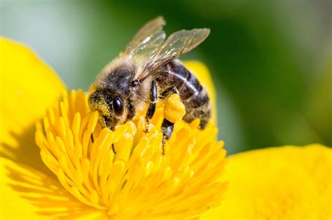 Pollinating Bee Free Stock Photo Public Domain Pictures