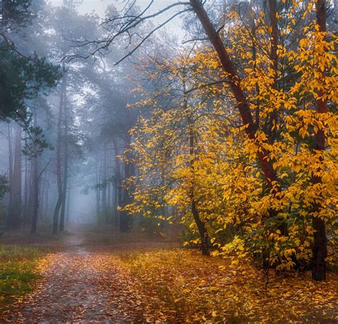 Туманный осенний путь Украина автор Михаил Msh Misty Autumn