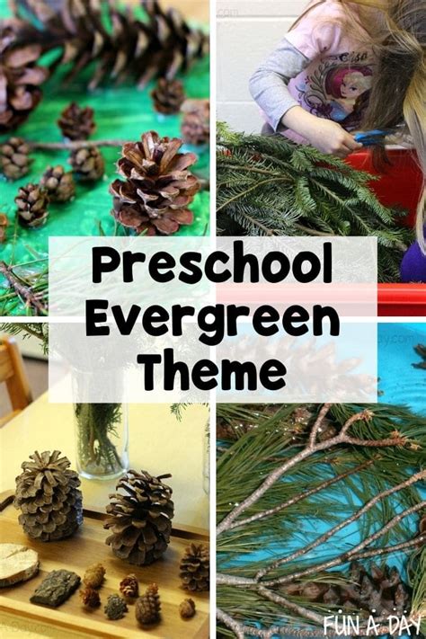 10 Evergreen Tree Activities For Preschoolers Fun A Day