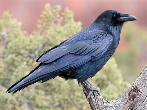 🔥 Black Majestic Raven Perching On A Stump Ravens Are Extremely