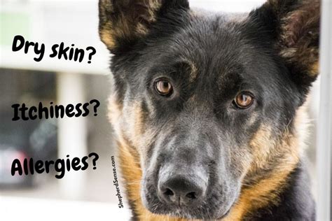 The 7 Best Fish Oils For German Shepherds For Skin Coat And Health