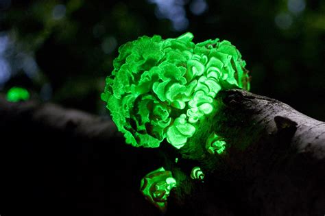 Top 10 Amazing Bioluminescent Organisms 自然の写真 自然現象 流木アート