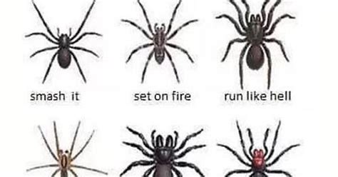 Spider Identification Chart Imgur