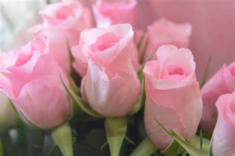 Free Stock Photo 16873 Free Photo Of Some Pink Roses Freeimageslive