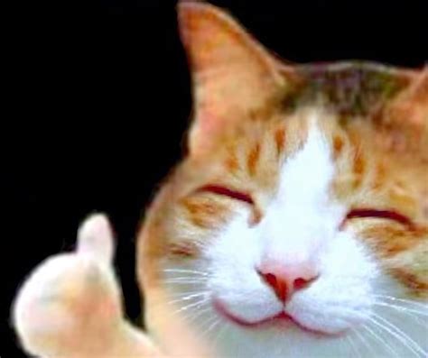 List Of Cat Thumb Up Meme Ideas Peepsburghcom