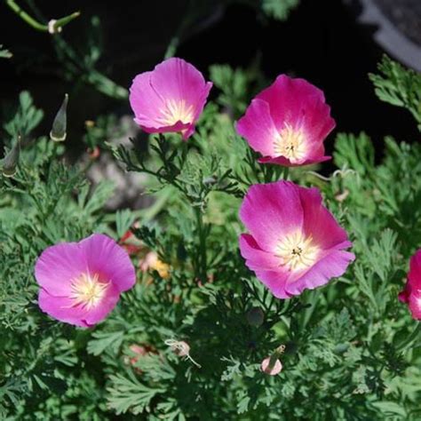 California Poppy Seeds Purple Gleam Flower Seeds In Packets And Bulk Eden Brothers