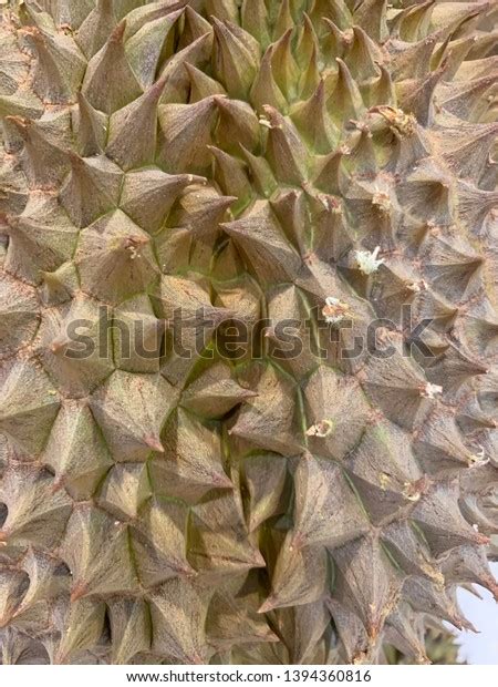 Background Texture Surface Durian Thorn Stock Photo 1394360816