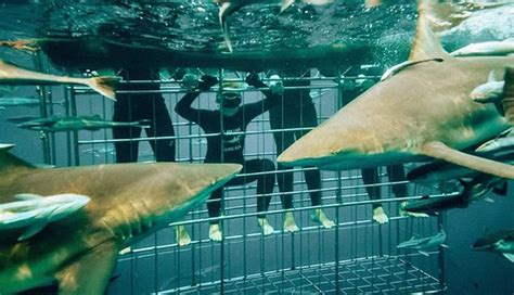 Shark Cage Diving Durban 2019 Qué Saber Antes De Ir Lo Más