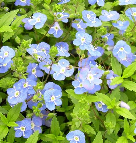 Blue Flowers With Green Leaves In The Background