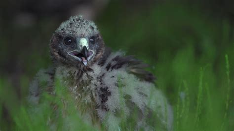 Moorland Association On Twitter Natural England Ornithologist Stephen Murphy Describes The Hen