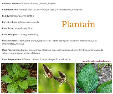 Benefits Of Plantain Plantain Herb Herbs Plantain Plant