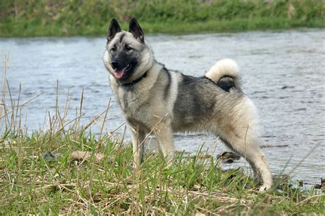 Norwegian Elkhound Info Temperament Puppies Pictures