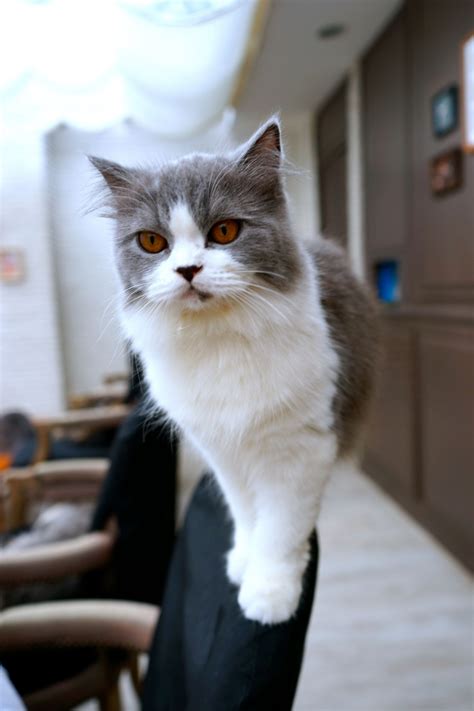 Cat cafes have become a global phenomenon, first gaining prominence in asia in the late '90s and then popping up in united states cities such as new york, seattle at long last, atlanta is getting one of its own. Top Pet Cafes - Best Cats & Dogs Cafes in Bangkok Thailand ...