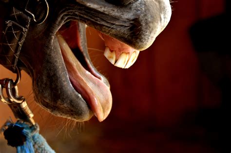 Facts About Your Horses Tongue Equesure