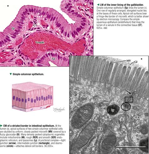 Simple Cuboidal Simple Squamous Epithelium Under Microscope Micropedia Images And Photos Finder