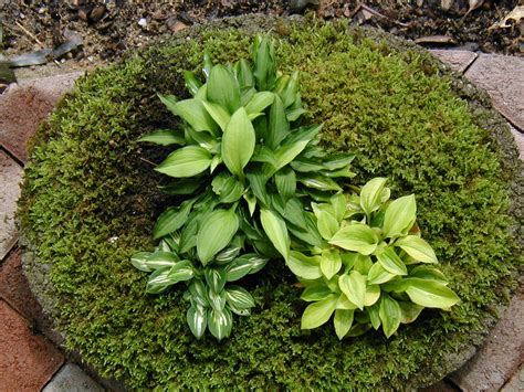 Buy Miniature Hosta Plants Buy Dwarf Hosta Plants Pine Forest Gardens