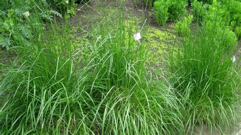 Top 8 Weeds That Look Like Grass Identify And Remove