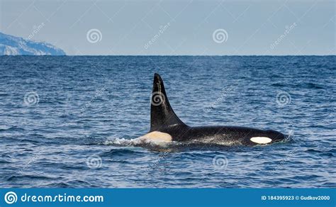 Killer Whale Swims In The Open Sea In The Kunashir Strait Huge Fin
