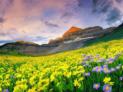 Beautiful Landscape Spring Meadow With Yellow And Purple Flowers Rocky
