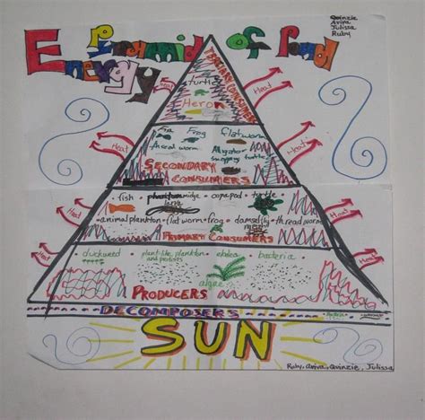 Producers Consumers And Decomposers Pyramid Science