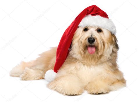 Cute Reddish Lying Christmas Havanese Puppy Dog With A Santa Hat