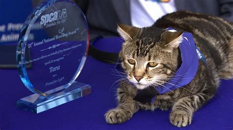Tara Cat That Gained Viral Fame After Saving Young Boy Wins Hero Dog
