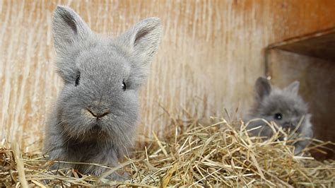 Hasen Und Kaninchen Haustiere Natur Planet Wissen