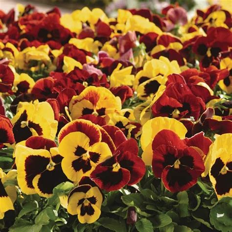 Pansy Autumn Blaze Mixed Garden Plant Hardy Perennial Flowering Garden