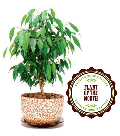 The weeping fig ficus tree is a heavy feeder and they need plenty of fertilizer during the growing season. Indoor plants CAN PURIFY THE AIR WEEPING FIG / BENJAMIN'S ...