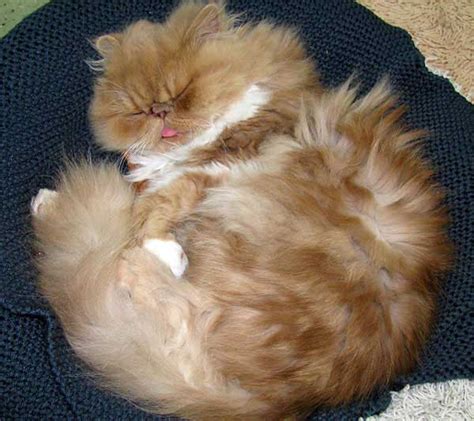 You can take a sneak peak at cats currently in foster care who may be adoptable in the future by checking out our sponsor my rescue cats. ginger persian cat : Biological Science Picture Directory ...