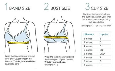 Bra Size Guide Bra Underwear Chimpmart Bitly2iirelu Bra Size Charts Wire Free