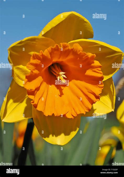 Beautiful Blooming Daffodil In A Daffodils Field Stock Photo Alamy