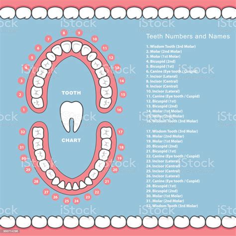 Tooth Chart With Names Dental Infographics Teeth In Jaw