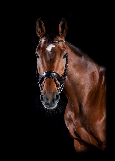 Best Horse Portraits Stock Photos Pictures And Royalty Free Images Istock