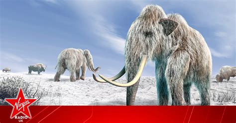Real Life Jurassic Park Aims To Bring Woolly Mammoths Back To Life Virgin Radio Uk