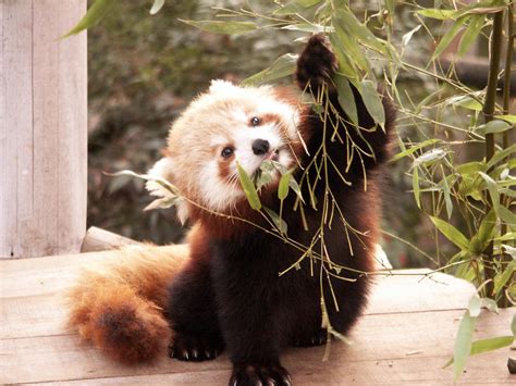 Red Panda Eating Bamboo By Manuel Em On Deviantart